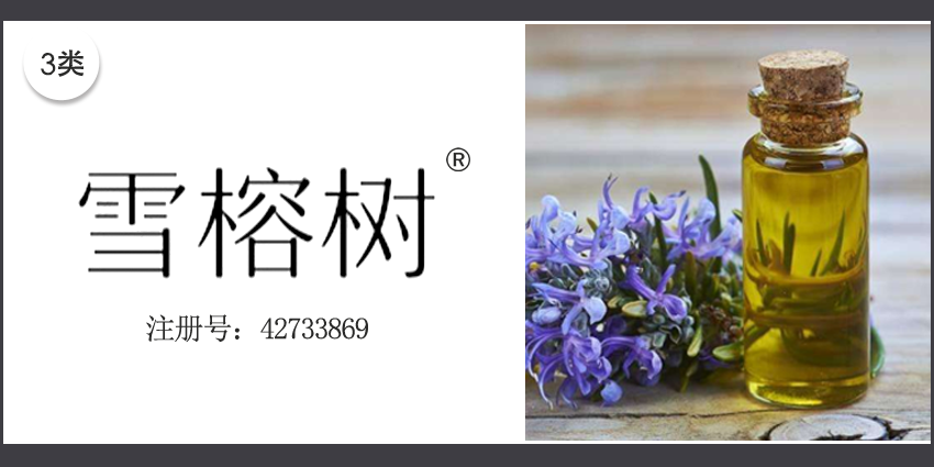 雪榕樹(shù)